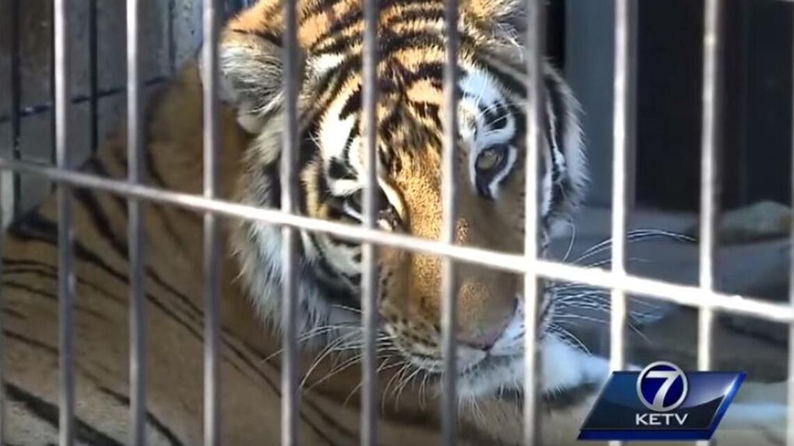 Police: Woman who wanted to pet tiger bitten at Omaha Zoo (+video)