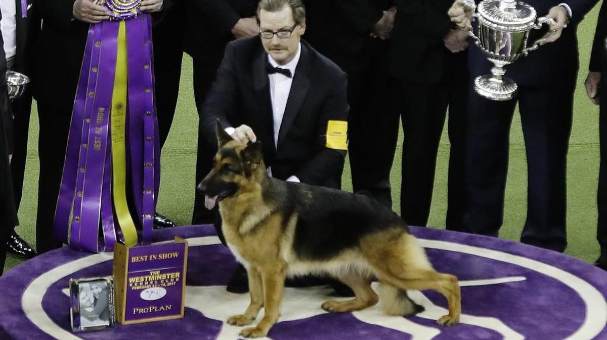 Rumor, a German shepherd, won Best in Show at the 141st Westminster Kennel Club Dog Show on Tuesday, Feb. 14, 2017, in New York. (AP Photo/Frank Franklin II)