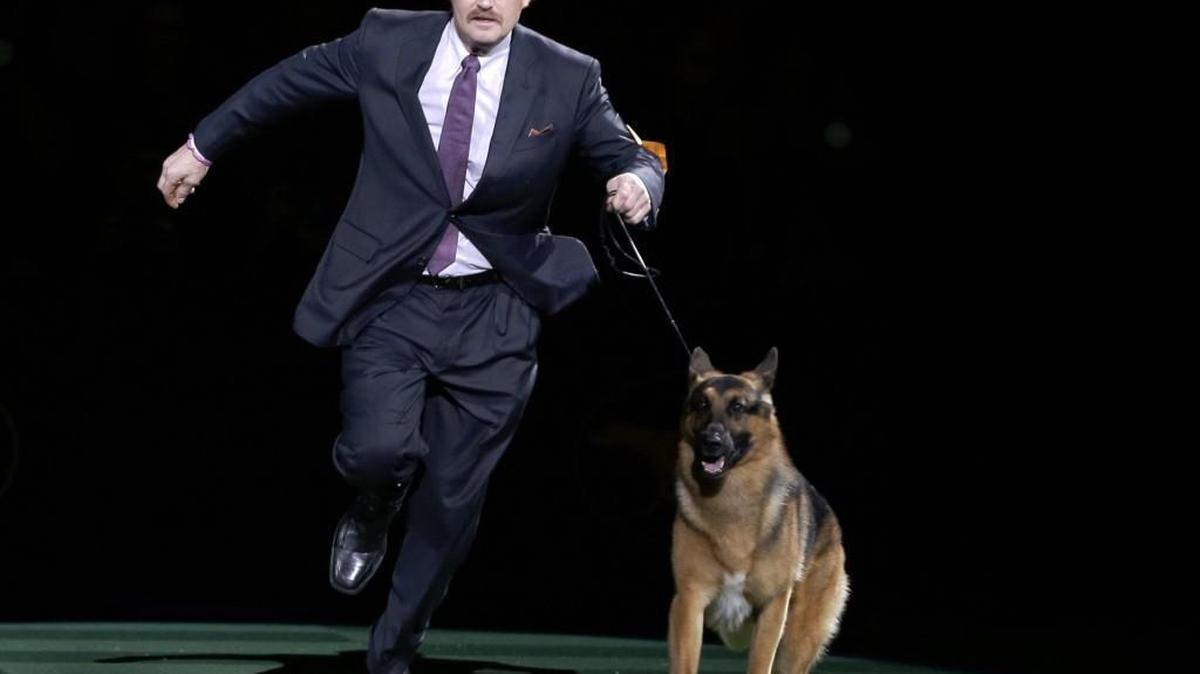 Rumor, who just missed winning at the Westminster Kennel Club in 2016, came back to score a big victory Monday, Feb. 13, 2017, beating out favored Preston the puli in the herding group. (File photo)