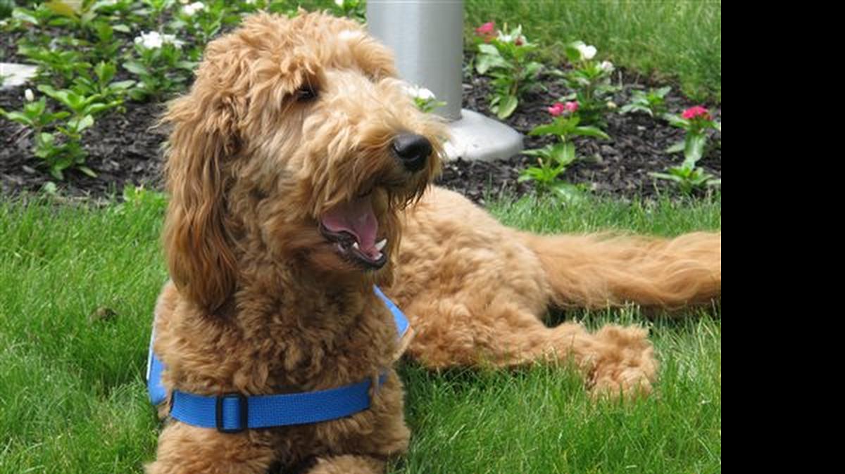 
Lulu, a goldendoodle who works as a therapy dog, lolls on the lawn outside the Ballard-Durand funeral home in White Plains, N.Y., earlier this month. Funeral homes are increasingly using dogs to comfort mourners. Funeral directors say the dogs, usually trained therapy animals, can lighten the often awkward, tense atmosphere at a wake or funeral service. 
