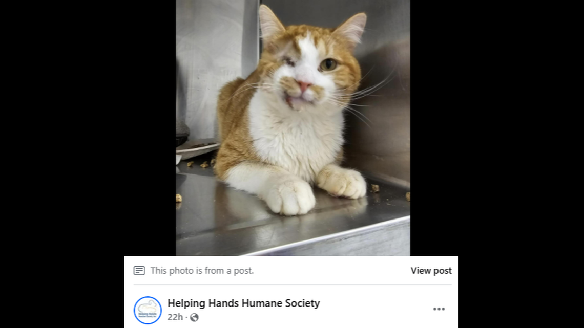 A “sweet” cat is up for adoption in Kansas, shelter officials said.