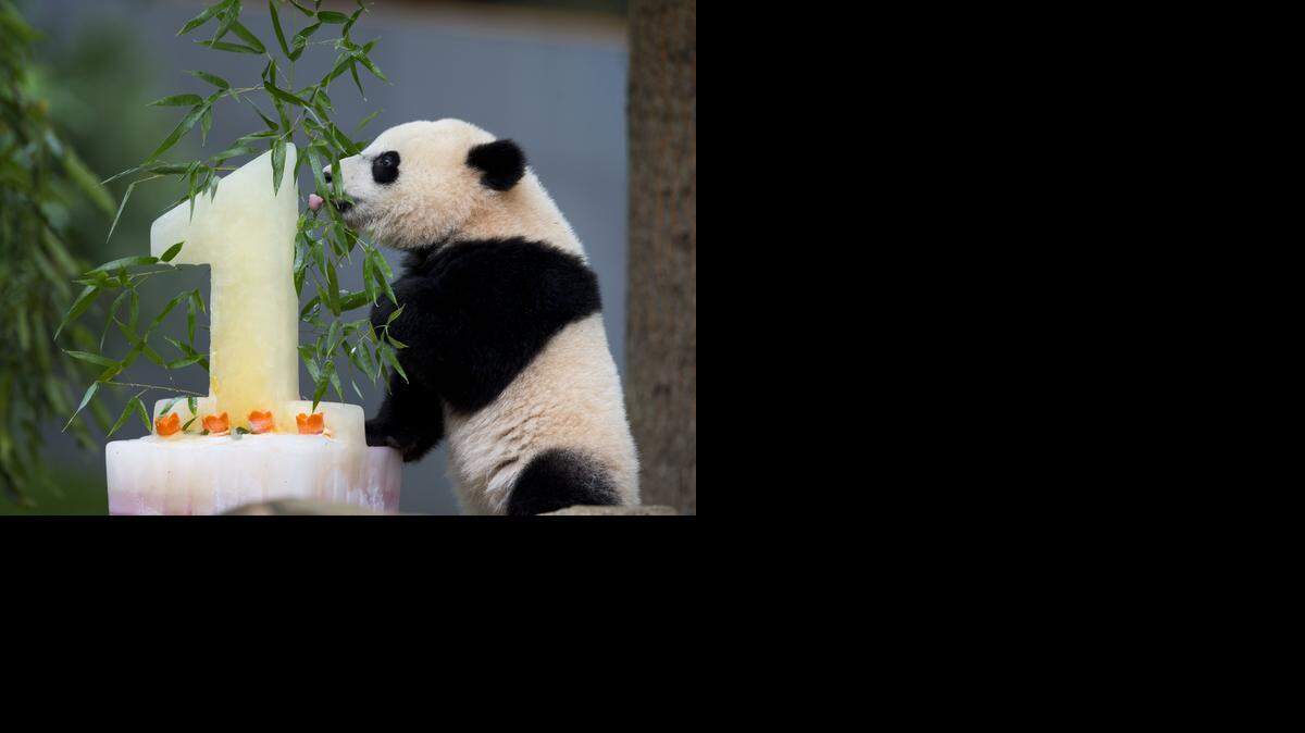 
Panda cub Bao Bao licks her birthday cake at the National Zoo in Washington, Saturday, Aug. 23, 2014. Bao Bao's first birthday was celebrated at the zoo with a traditional 'Zhuazhou' ceremony, a Chinese birthday tradition symbolizing long life. (AP Photo/Pablo Martinez Monsivais) 
