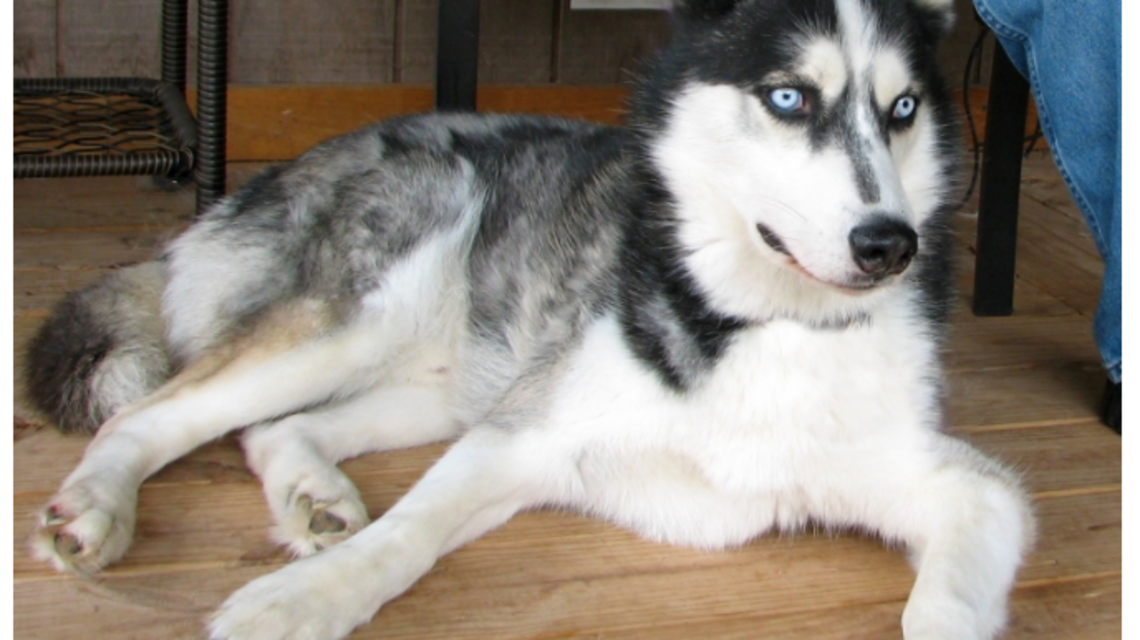 This adoptable dog is banned from Maryland, and people have their theories why