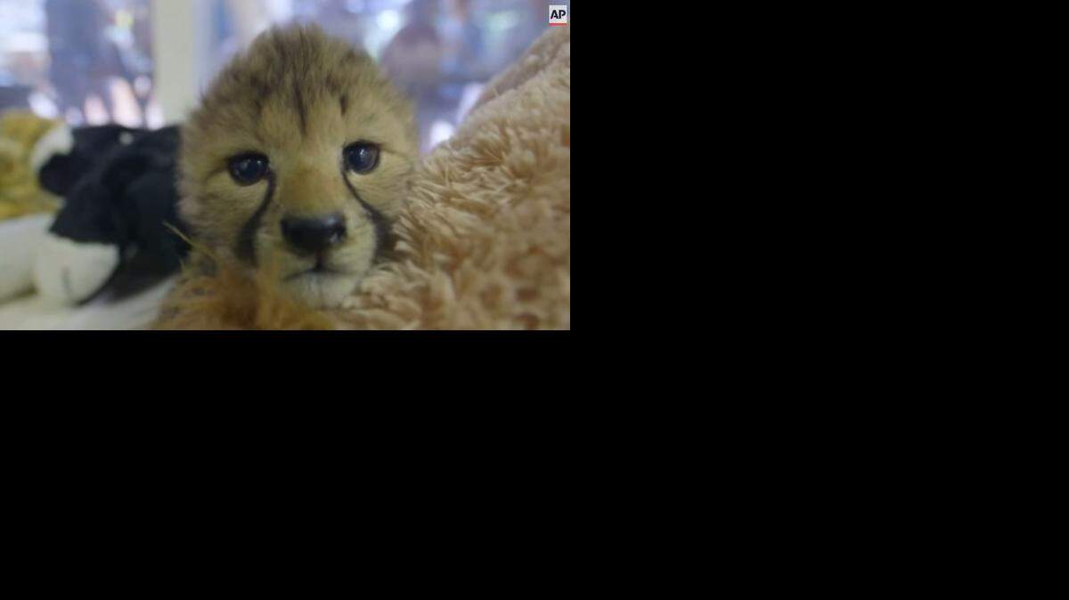 
Screengrab from video 
