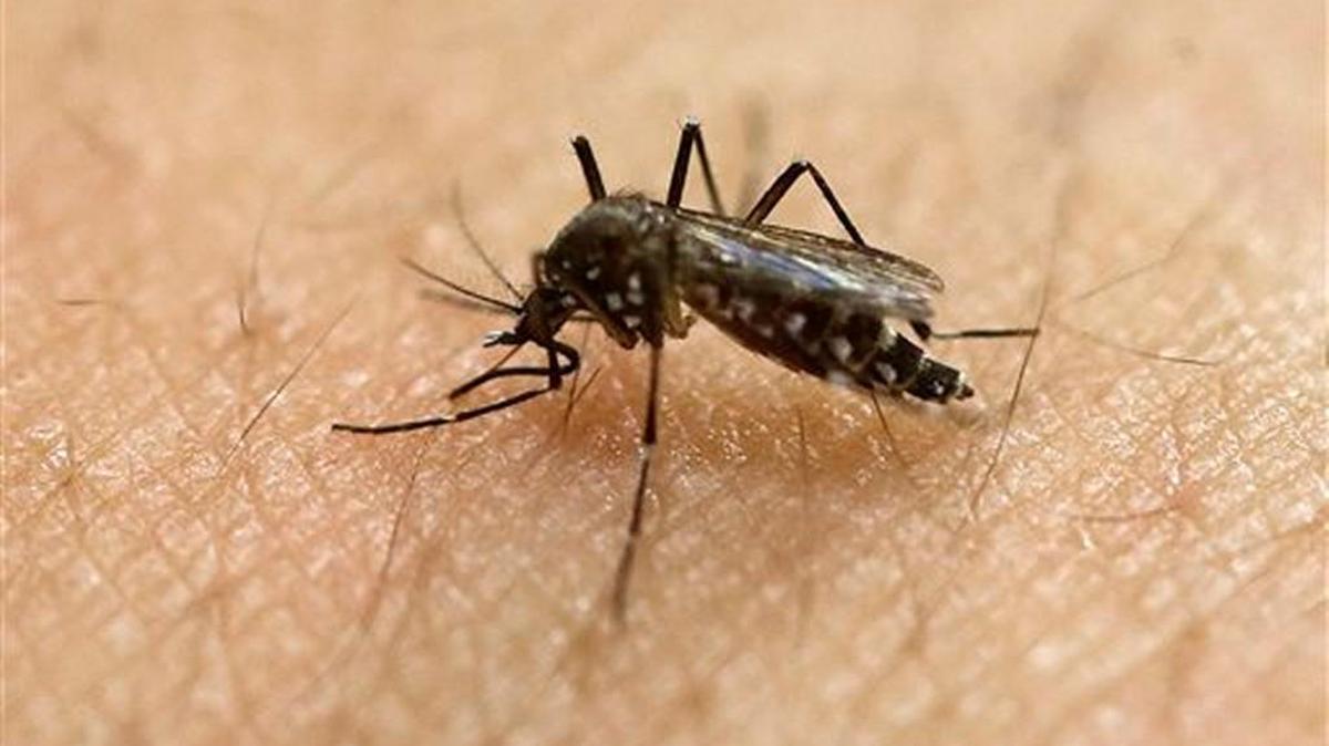 The Aedes aegypti mosquito can transmit the Zika virus, which is spreading in parts of Latin America and the Caribbean and is suspected in an unusual birth defect and possibly other health issues.