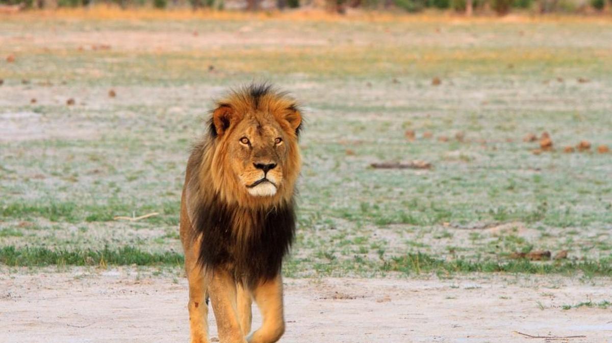 Cecil the lion roams on the plains in Hwange National Park on Nov. 18, 2012, in Zimbabwe. In July 2015, an American dentist named W. Palmer killed Cecil the lion with a bow and arrow during an illegal hunt in Zimbabwe. Xanda, the son of Cecil the lion, was killed by trophy hunters in Zimbabwe, according to a Guardian article said.