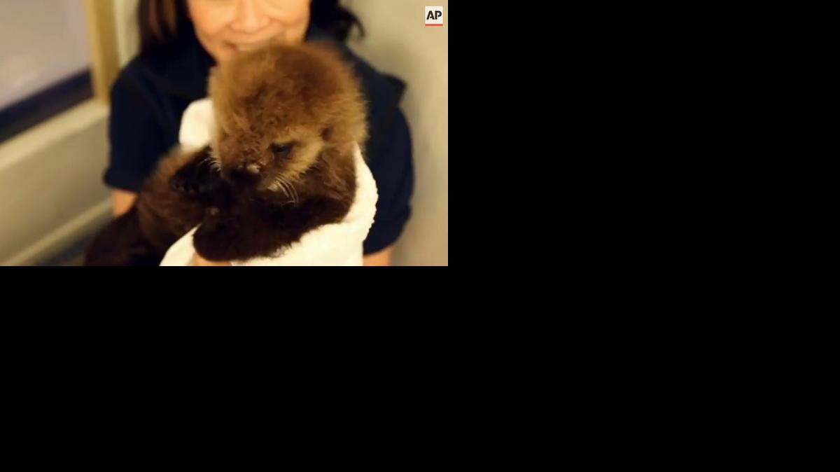 
Screengrab from video
