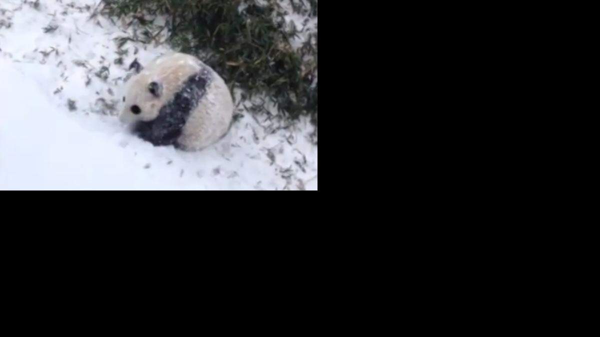 
Screengrab from video

