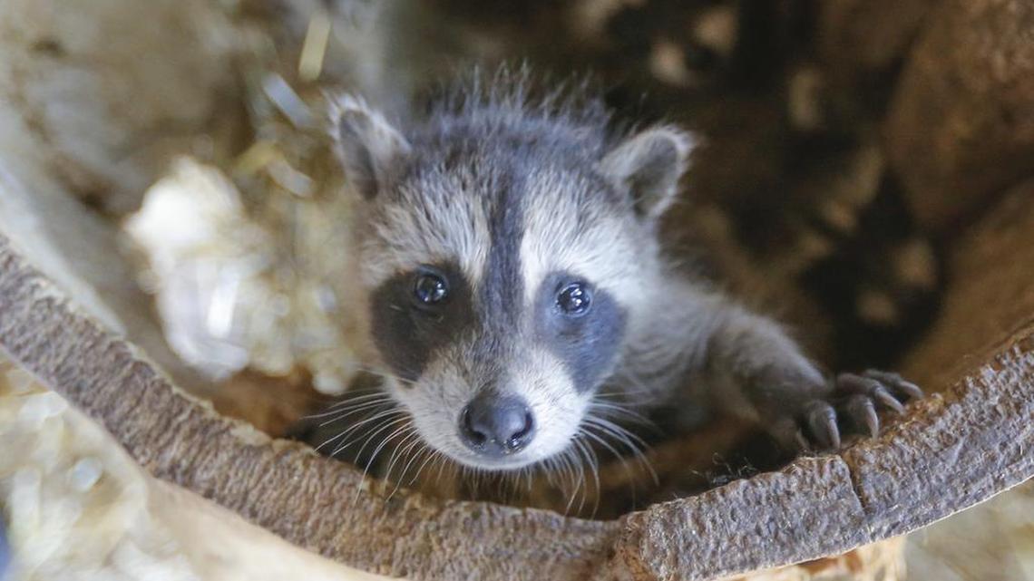 A baby raccoon like this one was abandoned by its mother and got lots of human attention. But the raccoon tested positive for rabies, and now 21 people need post-exposure rabies treatment.