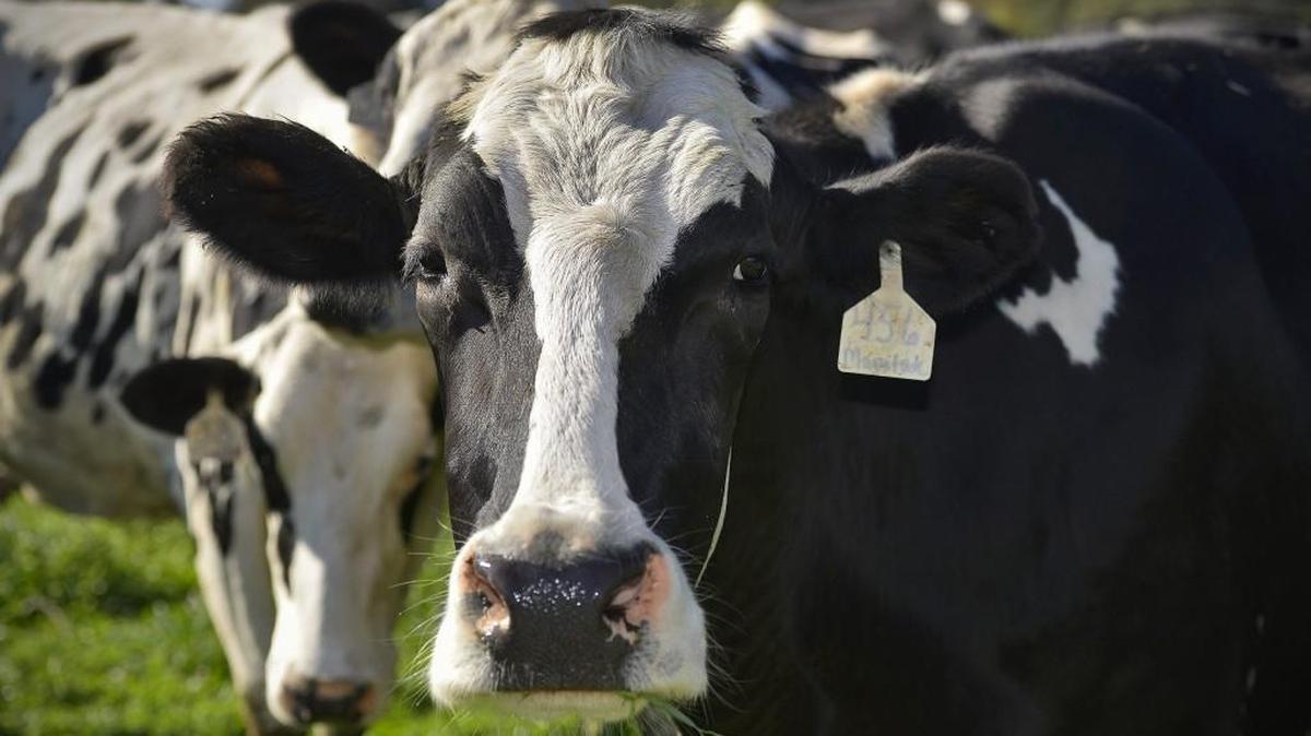 A cow chews its cud as it munches on grass