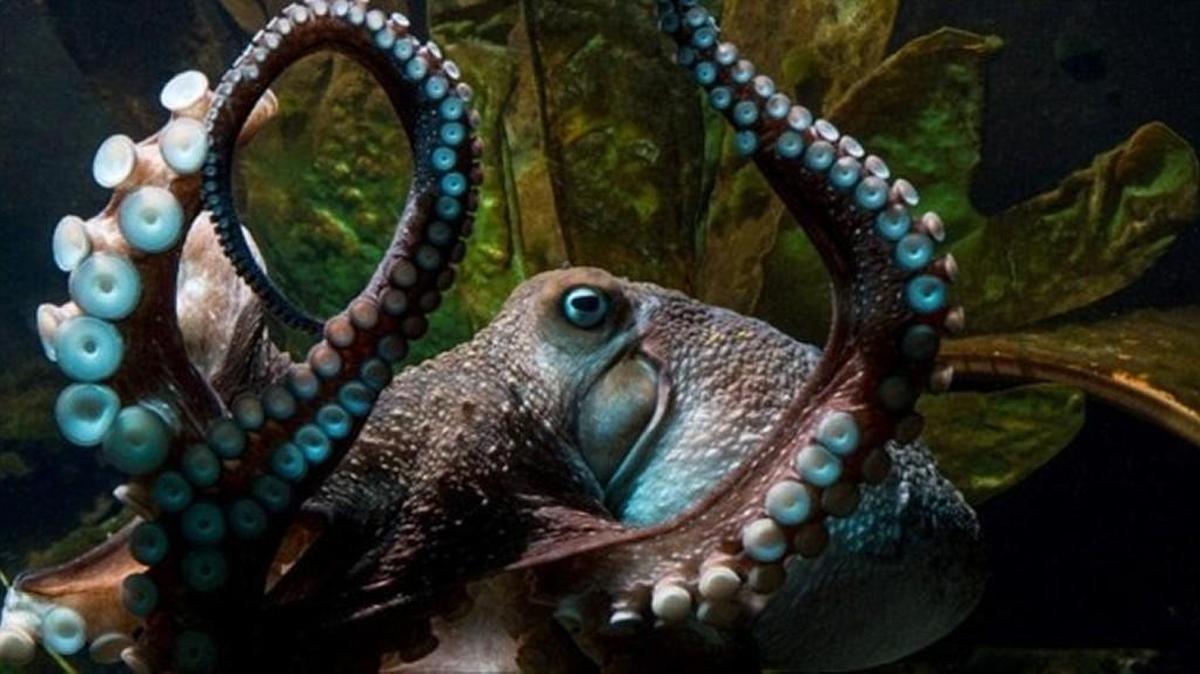 Inky the octopus.