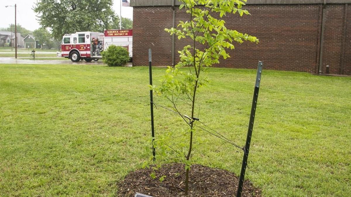 Bel Aire dedicated an American elm seedling from the Oklahoma City Survivor Tree to the Sedgwick County Fire Department, planted at Station 37 on North Woodlawn. (April 29, 2016)