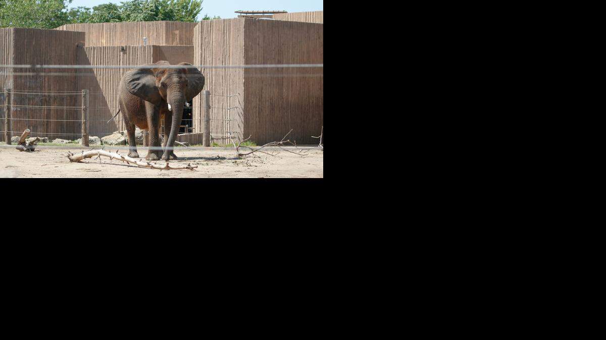
The Sedgwick County Zoo is turning to the county for $5.3 million to help build a new elephant exhibit.
