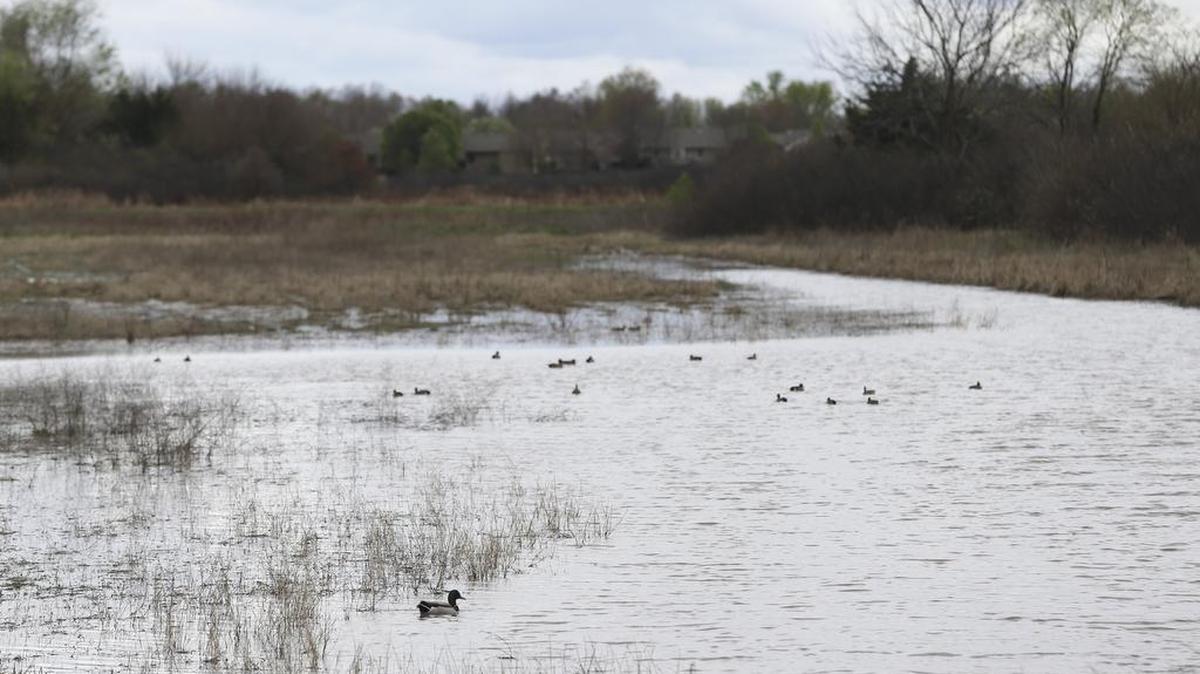 Ducks swim in Cadillac Lake looking south from 29th Street NOrth. The Wichita City Council reviewed plans this week for a $7.2 million wetlands park to be built in northwest Wichita. (March 29, 2017)