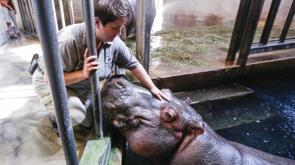 Zookeeper Kinna Middleton pets one of the Sedgwick County Zoo’s hippos. The water heating system that controls the water temperature in the hippo’s habitat is more than 40 years old and is outlined in a capital improvement program for projects at the zoo. (September 2016)