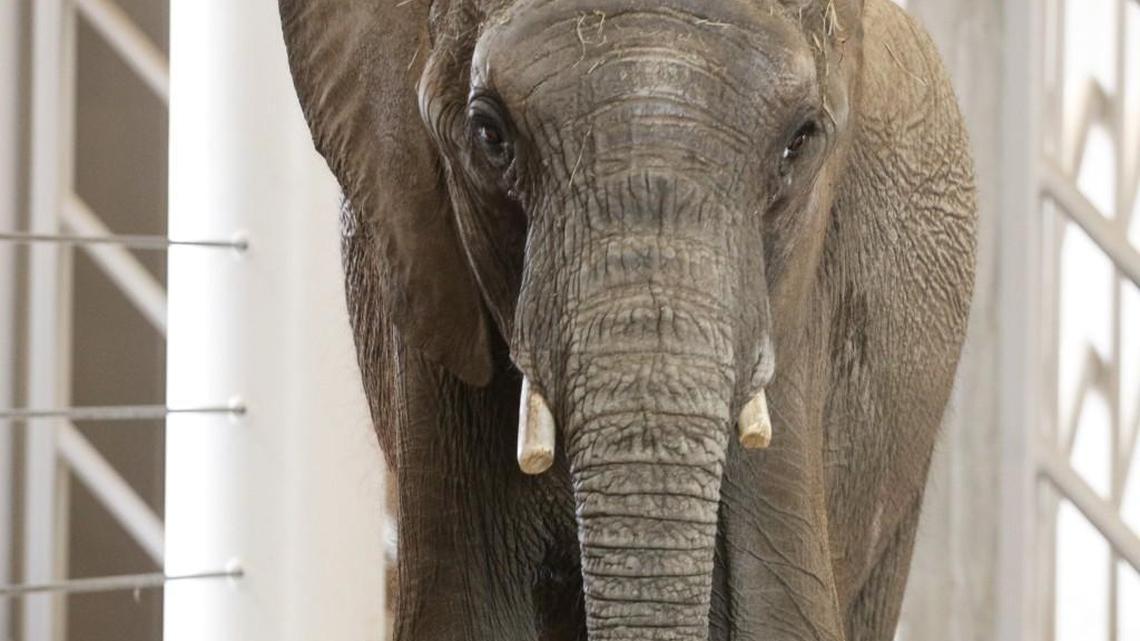 Titane is one of the new elephants at the Sedgwick County Zoo.