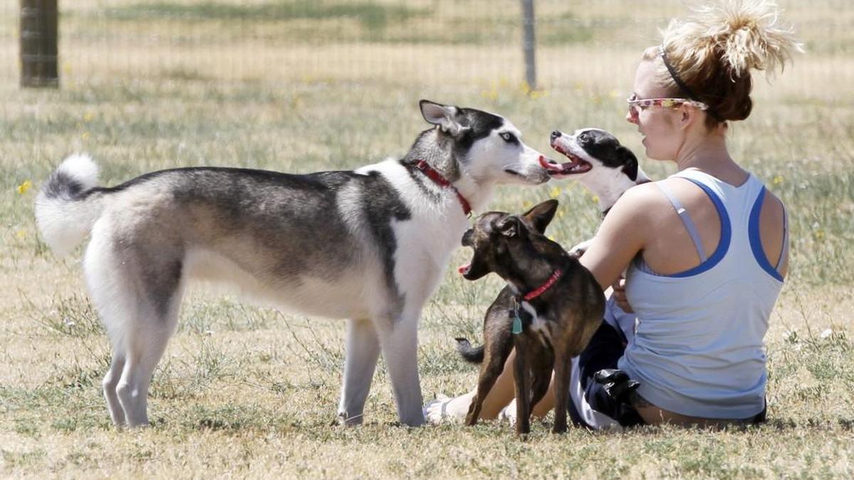 Julie McGovern’s two small dogs Blanche, center, and Summer, right, talk to a friendly dog at Meridian Dog Park. (Aug. 19, 2012)