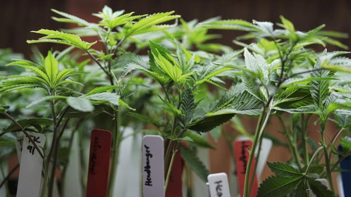 Marijuana plants