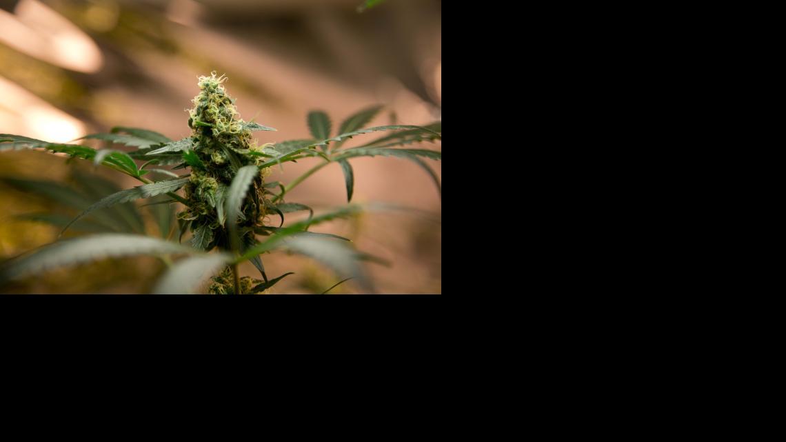 
A marijuana plant grows in a hydroponics garden inside an apartment in Mexico City on Aug. 29, 2013. Pot aficionados are growing high-potency boutique pot with around 15 to 20 percent THC, the high-generating component of marijuana, compared to 3 to 8 percent in the Mexican “brick weed” more commonly sold here and north of the border. 
