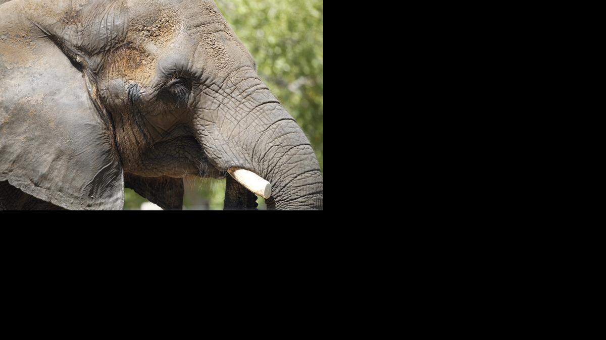 
An elephant at the Sedgwick County Zoo soaks up some in their current exhibit.
