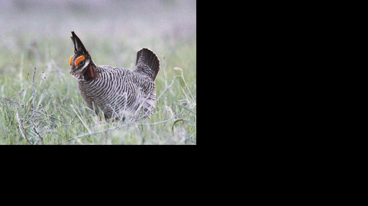 
The lesser prairie chicken is a species of grouse with feathered feet and striped plumage. Once plentiful in the Great Plains, its habitat has shrunk by more than 80 percent since the 19th century.
