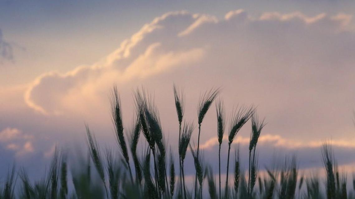 Green wheat waves in the wind before a backdrop of a spring thunderstorm near the Kansas/Oklahoma border.