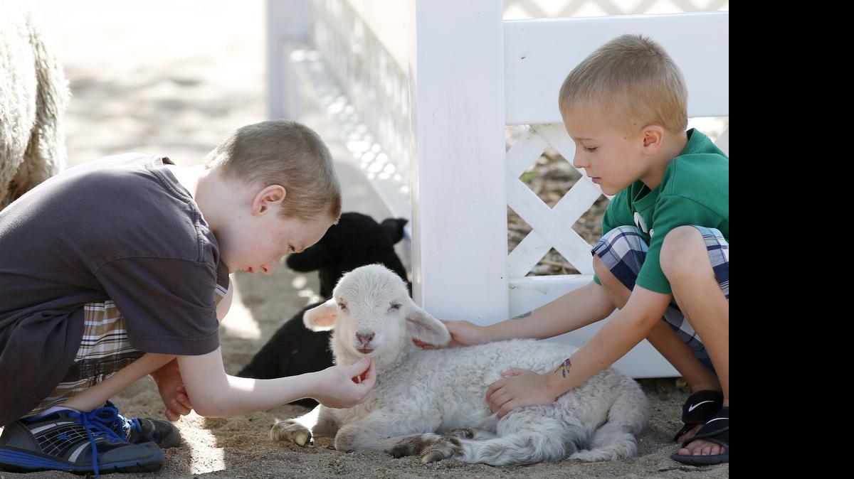 
Bishop Kelly-Hellon, left, and Kolbe DeGraffenreid feed a lamb inside the American Farm exhibit at the Sedgwick County Zoo. The zoo has received official notice from the county that its budget will be reduced. (April 30, 2015)
