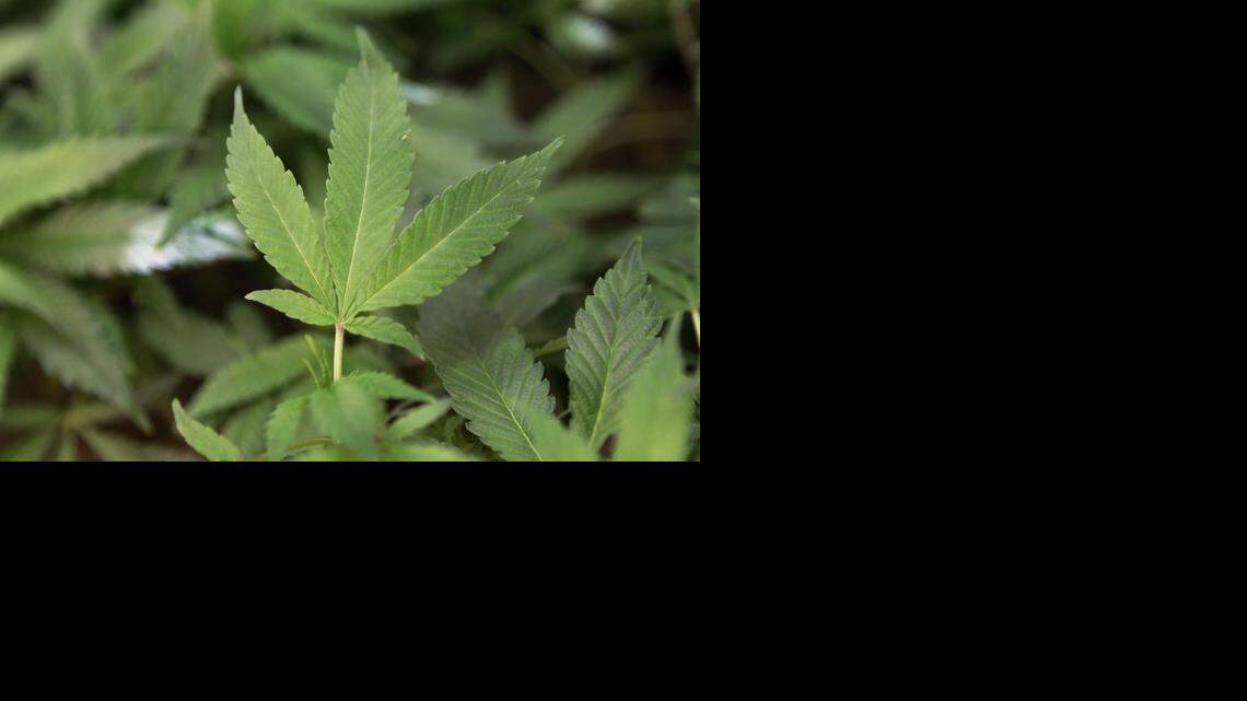 
A proposal to lessen penalties for first-time possession of marijuana will be on the April 7 ballot. 
