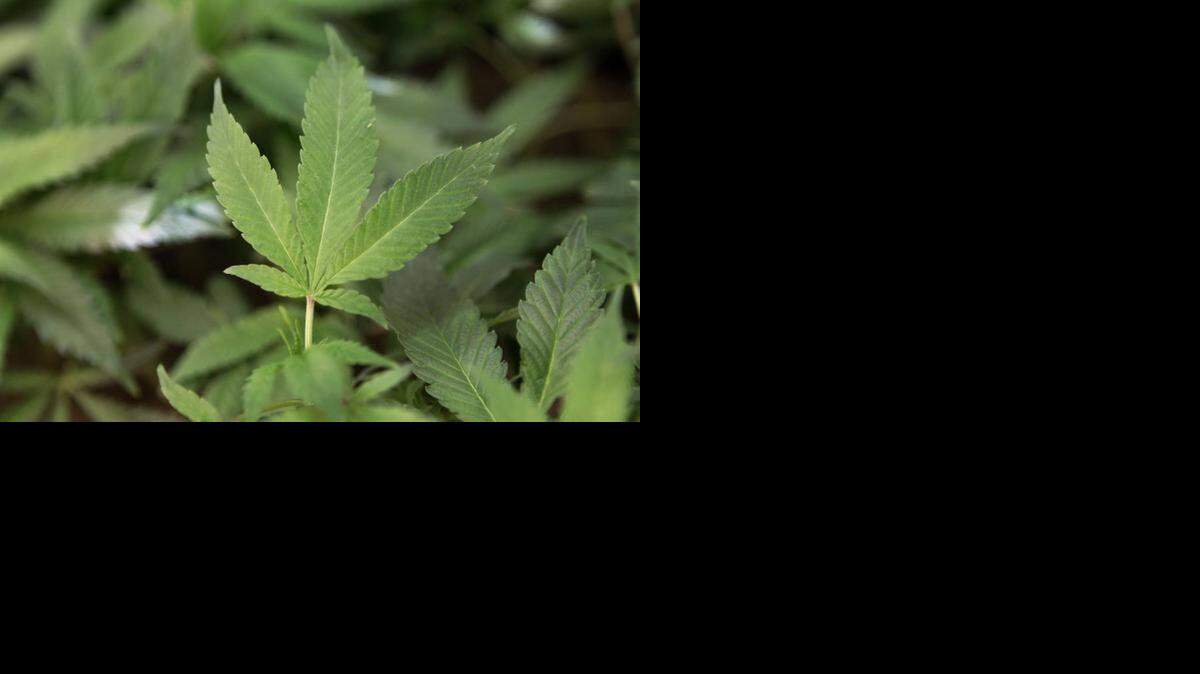 
In a letter to the city of Wichita, Kansas Attorney General Derek Schmidt said if the marijuana proposal is on the Wichita ballot and it passes, it would not be legal and he would be required to file a lawsuit, presumably against the city, to enforce state law. 
