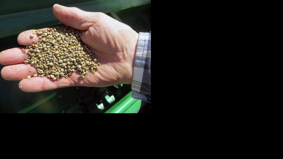
A farmer holds a handful of hemp seeds, on a day of planting last spring in Sterling, Colo. A bill that would legalize the use of medicinal hemp, marijuana’s cousin, for seizure disorders will head to the floor of the Kansas House after being passed out of committee Monday afternoon.
