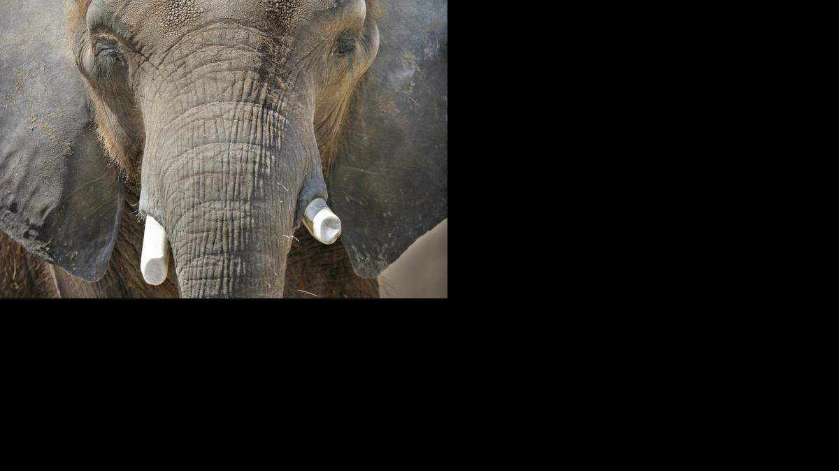 
The Sedgwick County Zoological Society is turning to the county for $5.3 million to help build a new elephant exhibit.
