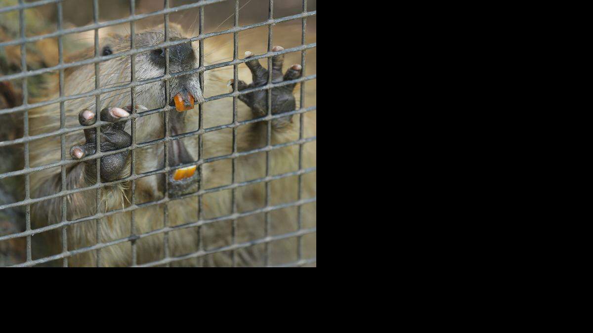 
A young Chapa the beaver gnaws on the fence at the Riverside Zoo in 2013. 
