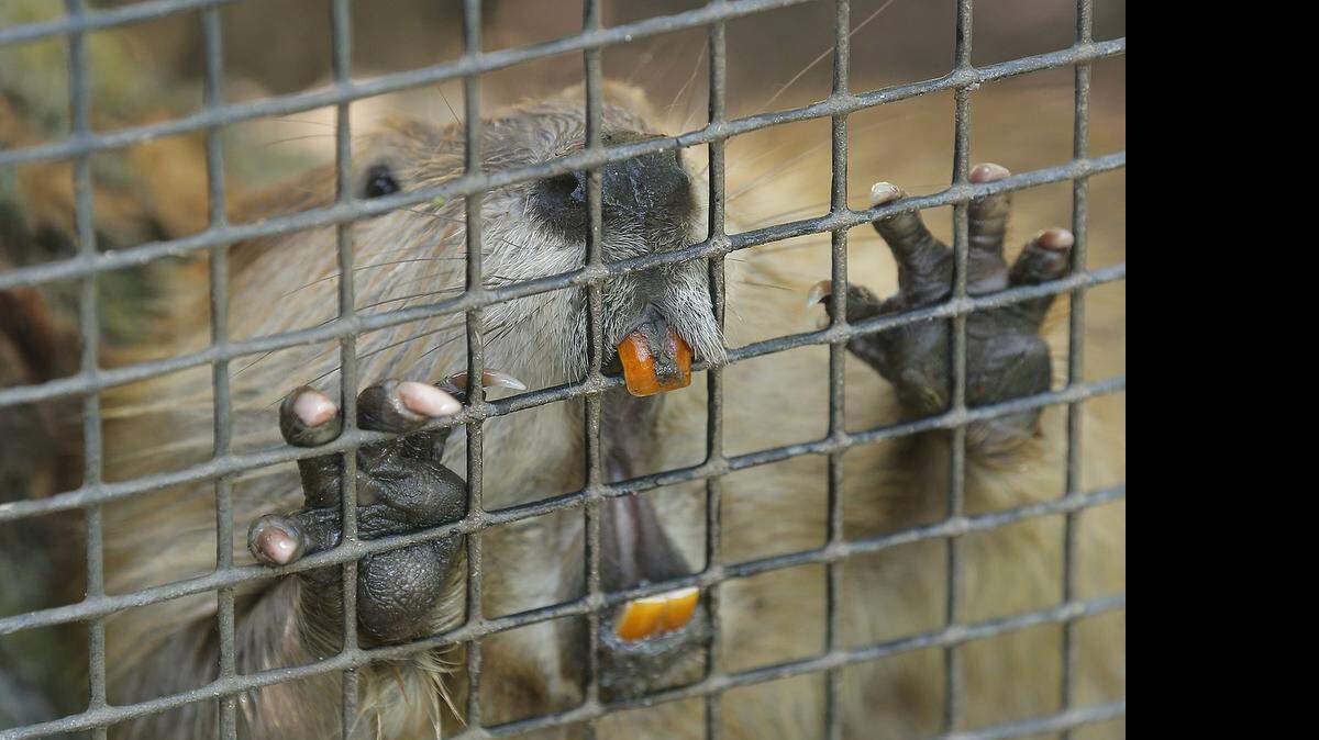 
A young Chapa the beaver gnaws on the fence at the Riverside Zoo in 2013. 
