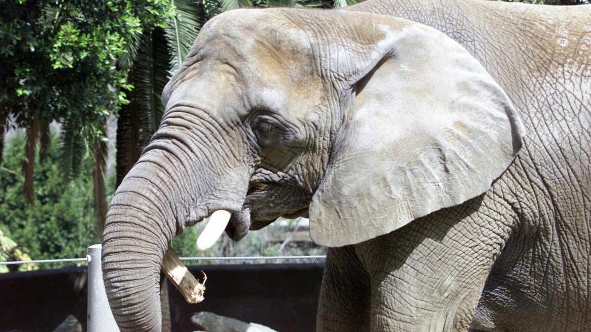 This elephant at the San Diego Zoo is among those that have been imported from Swaziland.