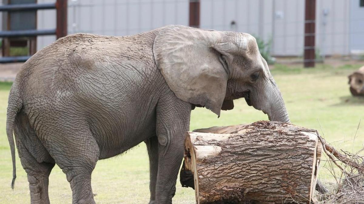 Stephanie, the Sedgwick County Zoo’s oldest elephant, is being introduced to the zoo’s six new elephants in the Elephants of the Zambezi River Valley exhibit. The new exhibit will open Friday.