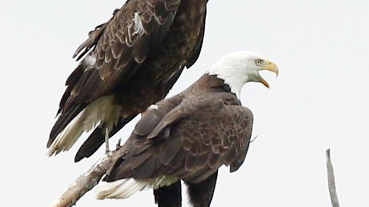Feared headed for extinction in the lower 48 states 50 years ago, bald eagles are now common in central Kansas. Several tours will be lead to watch the birds this month.