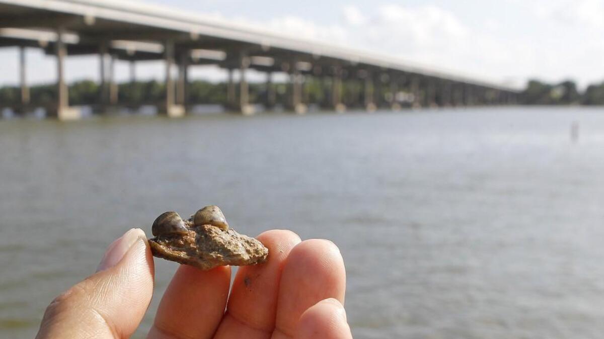 Zebra mussels in Fort Worth.
