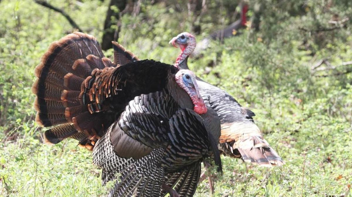 A man mistakenly shot a friend and his brother while hunting turkey in Kansas.