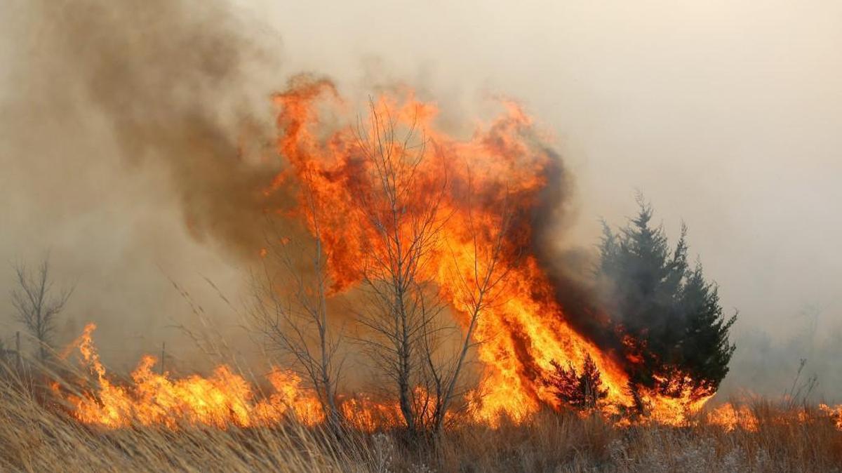A tree erupts in flames as the grass fire continues to burn east of Lake City, on Wednesday, March 23, 2016.