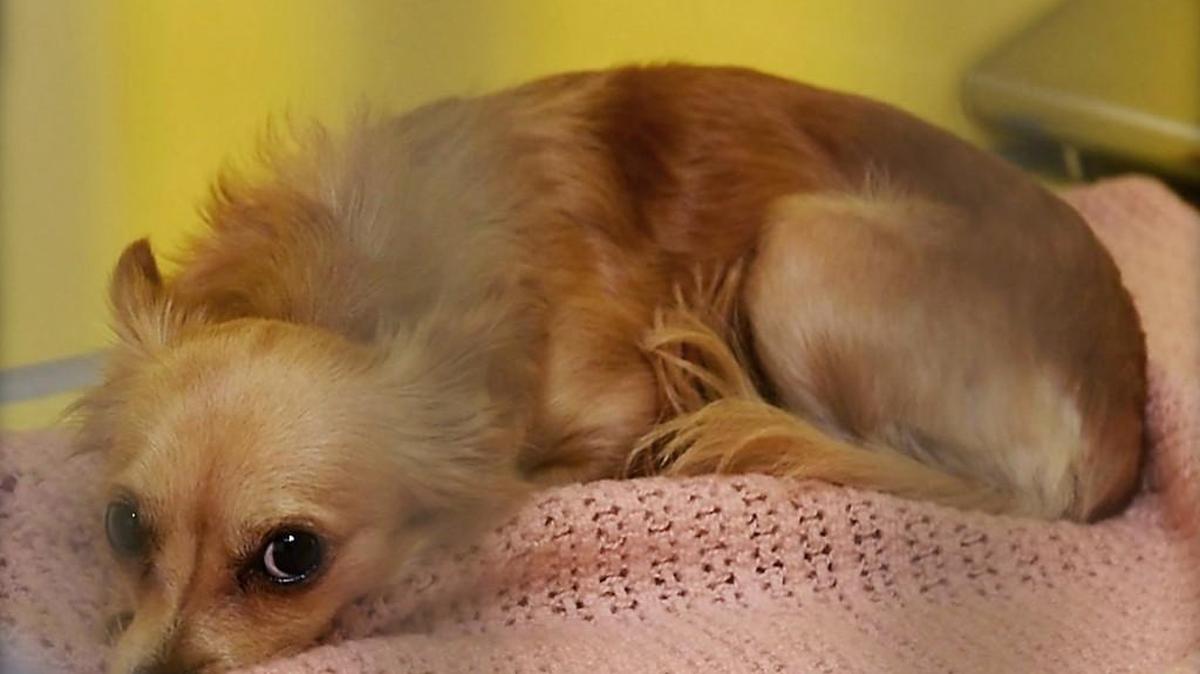 Nearly four dozen Chihuahuas and three cats were seized from an Independence woman about a month ago and sent to Great Plains SPCA. The dogs are just about ready for adoption.