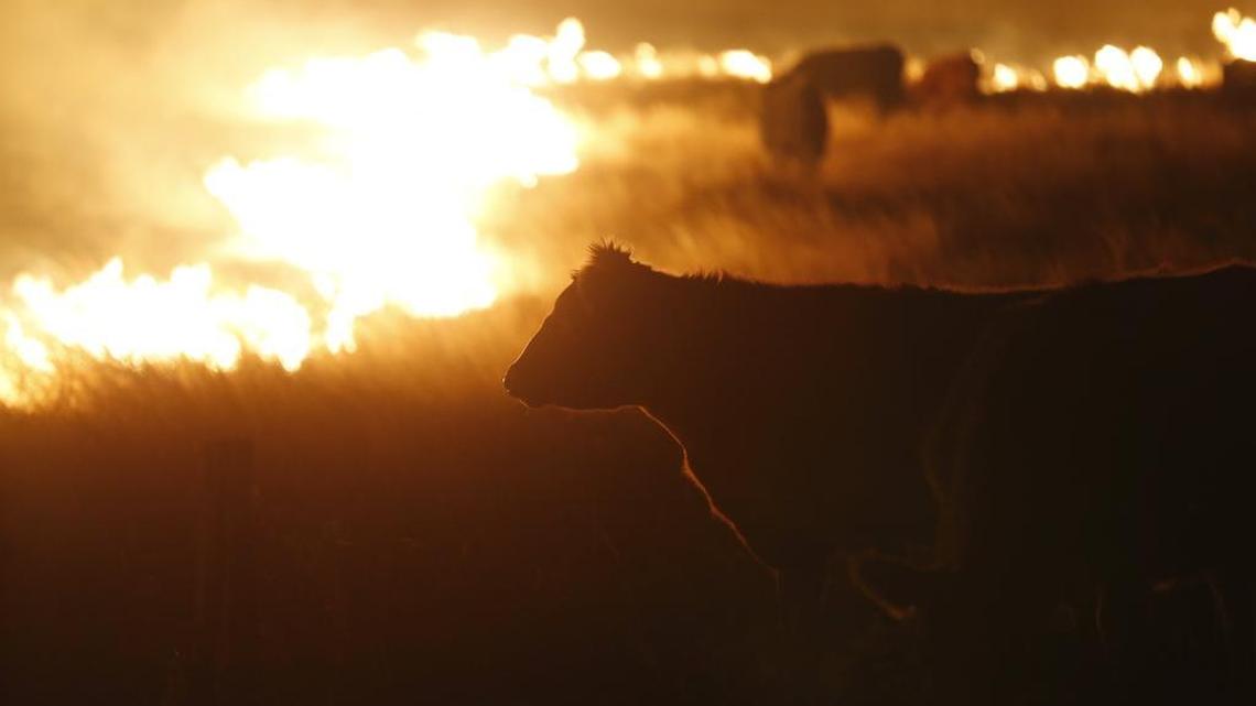 Cattle continue to graze right up to the flames of a range fire early Tuesday morning. Numerous cattle were killed by the fires. Wildfires swept by high winds threatened numerous towns across southern Kansas on Monday night and Tuesday morning.