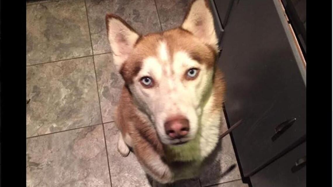 A missing husky from New Mexico was found in Kansas City. Now he’s going home