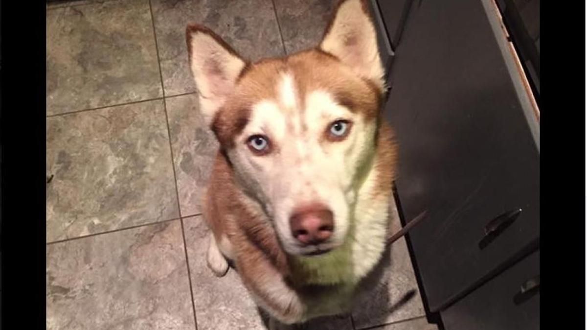 A Kansas City woman found a husky from New Mexico in her yard. The dog had been missing since March.