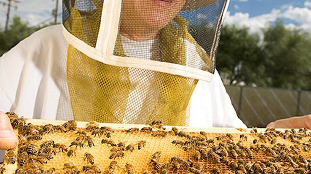 Entomologist Gloria DeGrandi-Hoffman observes bees from an African honey bee colony.