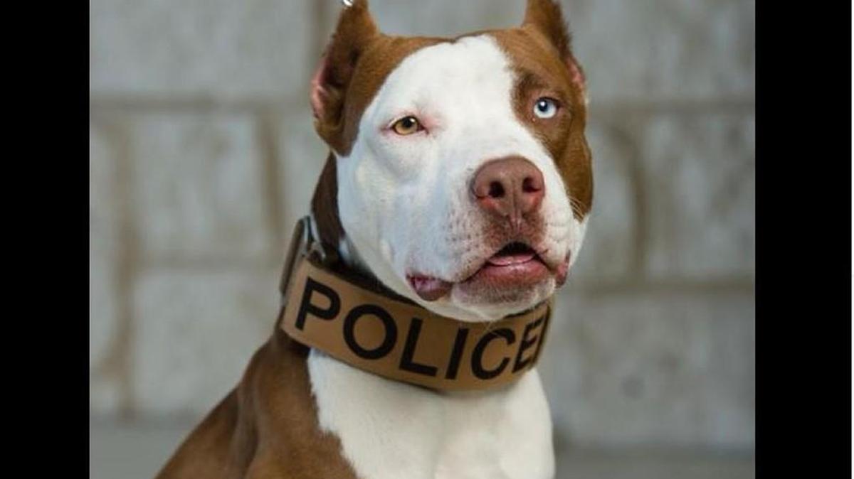 Stafford Police Department has employed Kano, Kansas’ first pit bull police dog. He assisted with his first drug bust on Monday.
