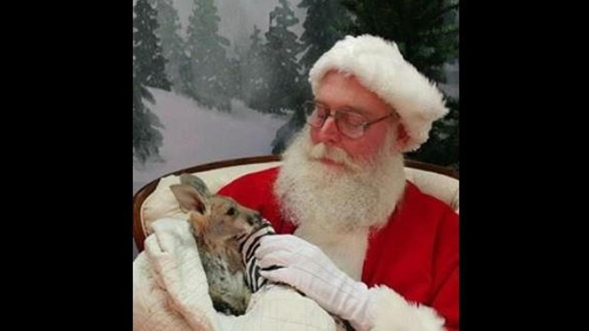 The joey from Kramer Livestock Farm visited Santa in Neosho County, Kansas.