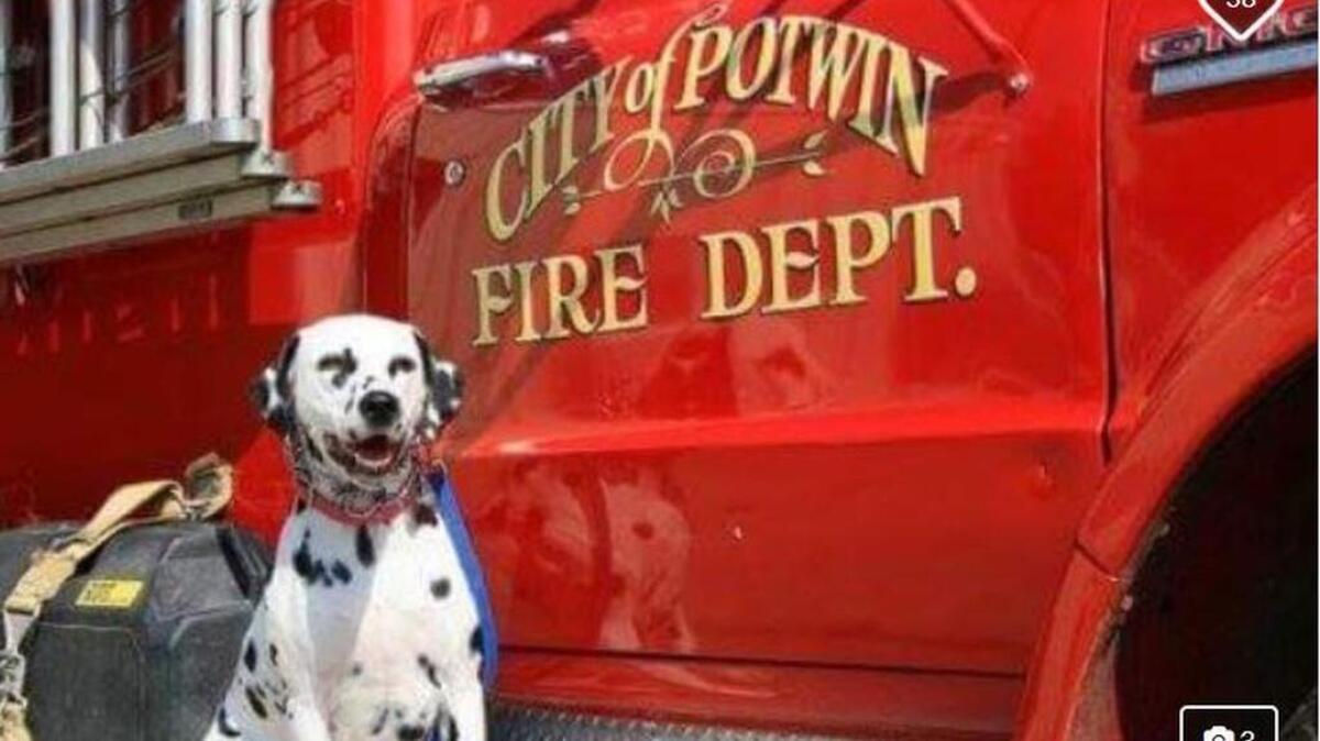 Tory, the mascot of the City of Potwin Volunteer Fire Department, needs surgery to fix her ACL.
