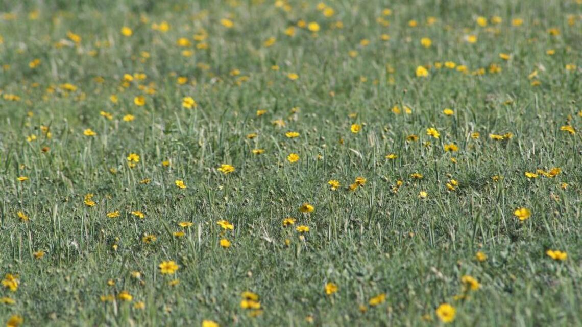 USDA program nets more than 7,000 acres of Kansas grasslands