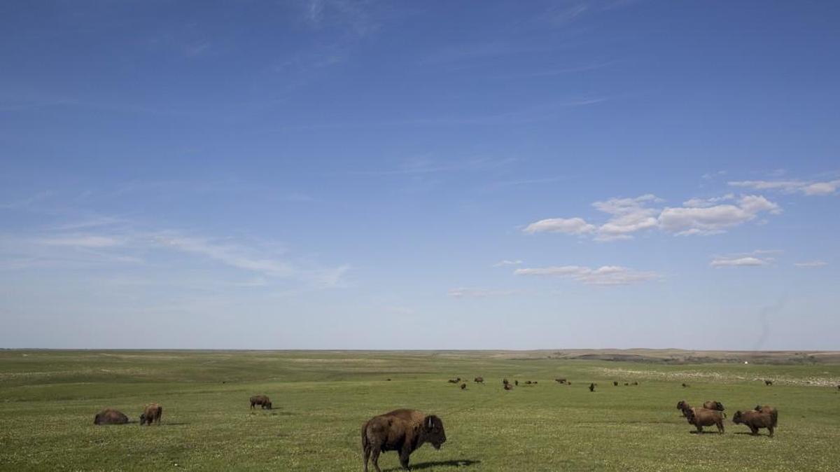 Bison stand in a pasture at the Tallgrass Prairie National Preserve. (April 28, 2015)