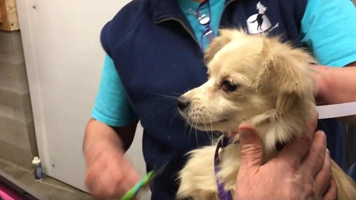 Screenshot from video posted Monday by National Mill Dog Rescue in Colorado